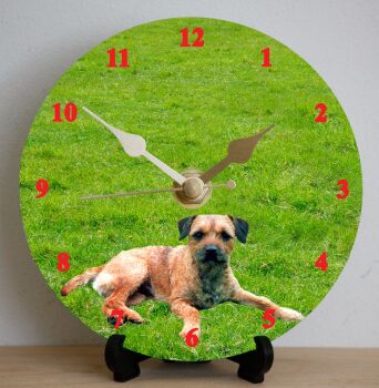 Border Terrier