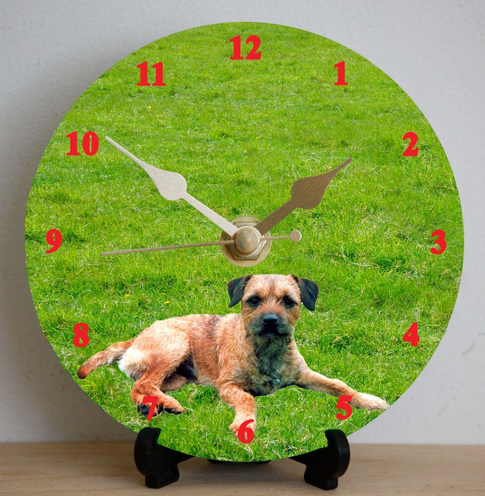 Border Terrier