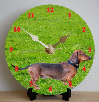 Dachshund