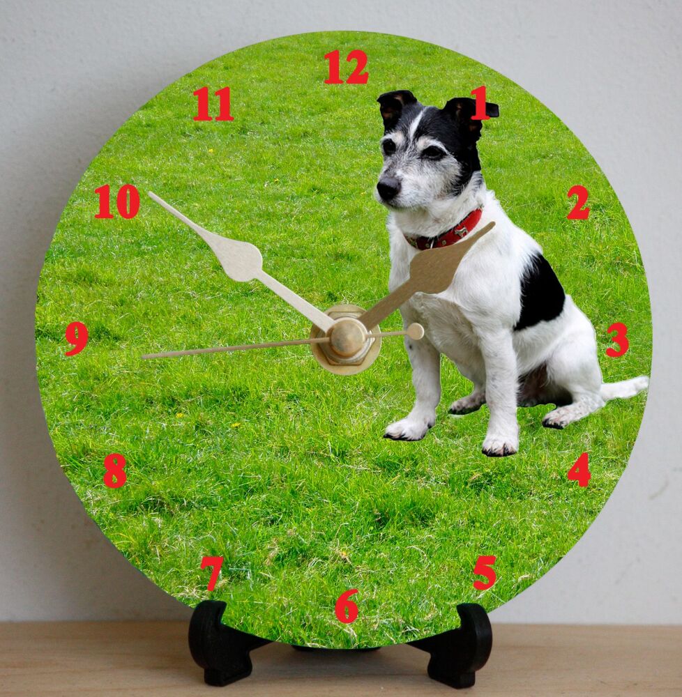 Jack Russell