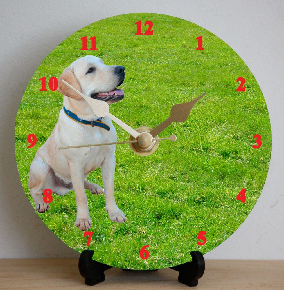 Labrador