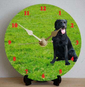 Black Labrador
