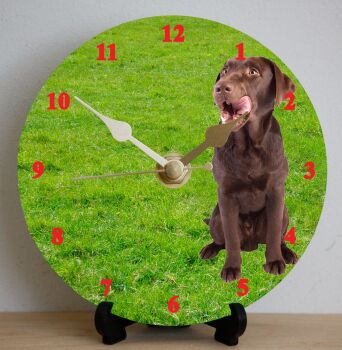 Chocolate Labrador
