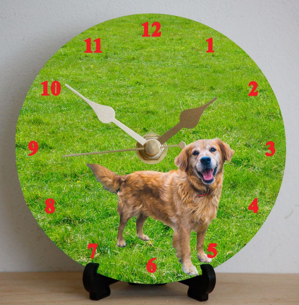 Retriever (Golden)