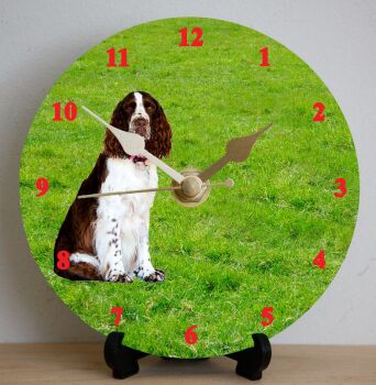 English Springer Spaniel