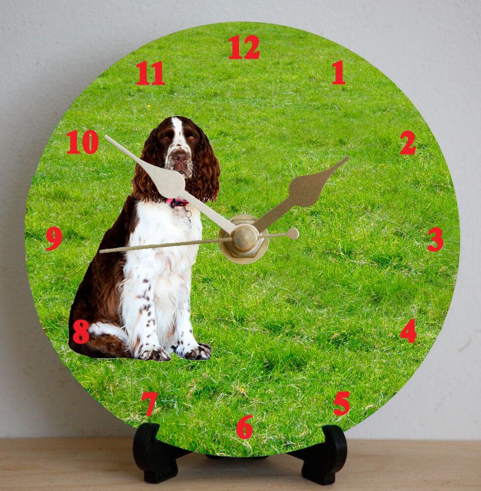 Springer Spaniel (English)