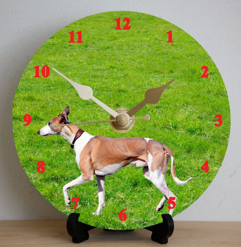 Whippet