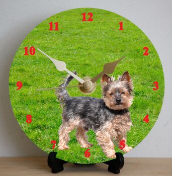 Yorkshire Terrier