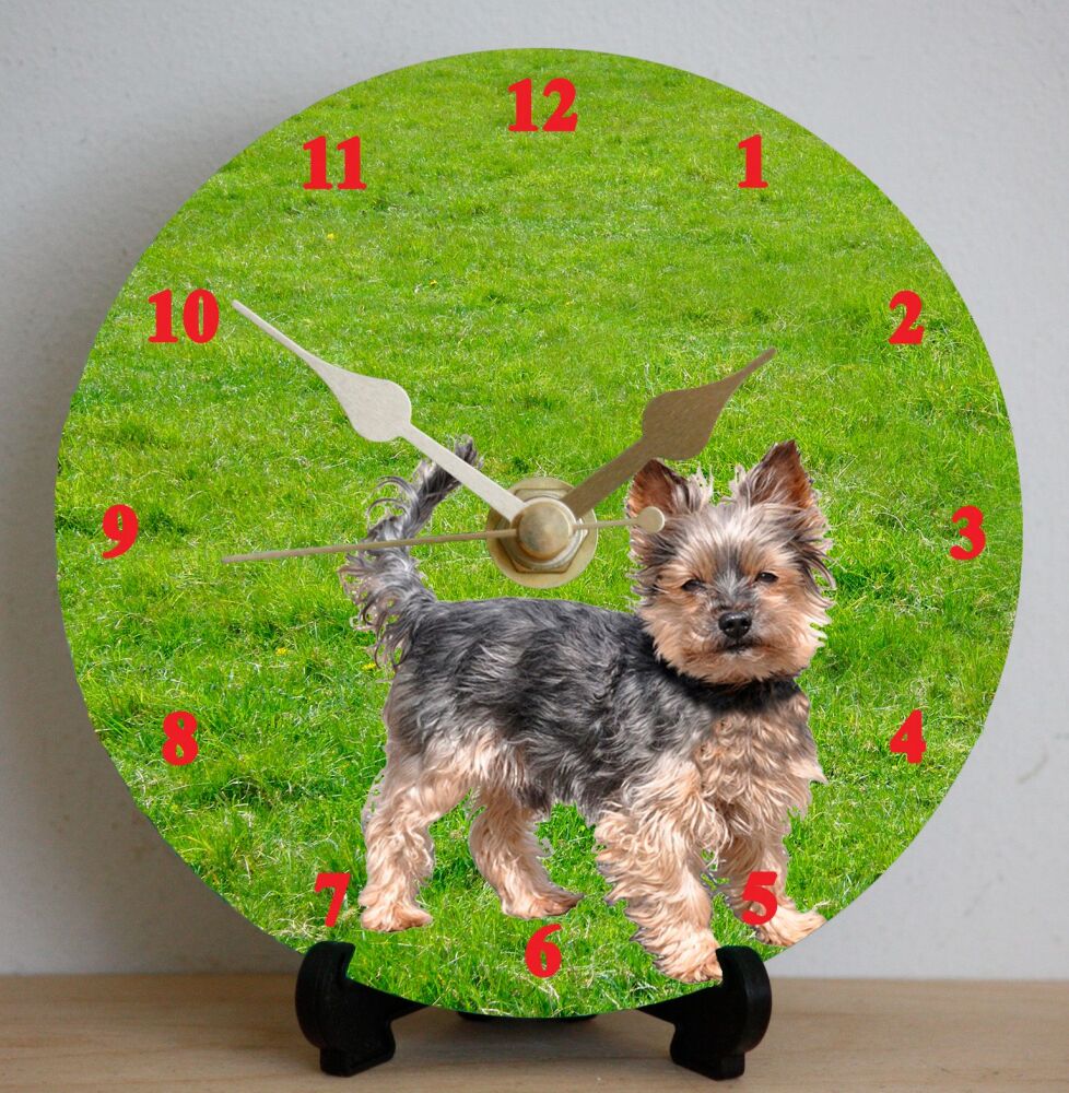 Yorkshire Terrier