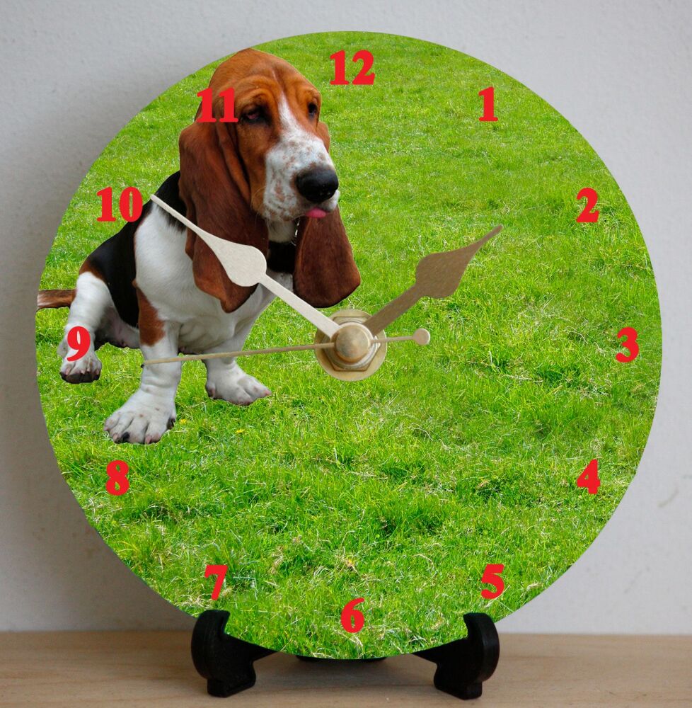 Basset Hound