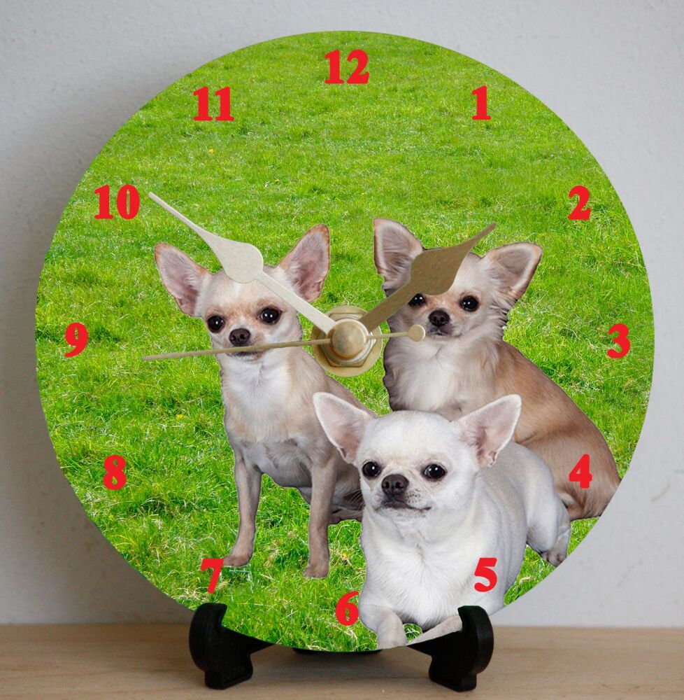 Chihuahua