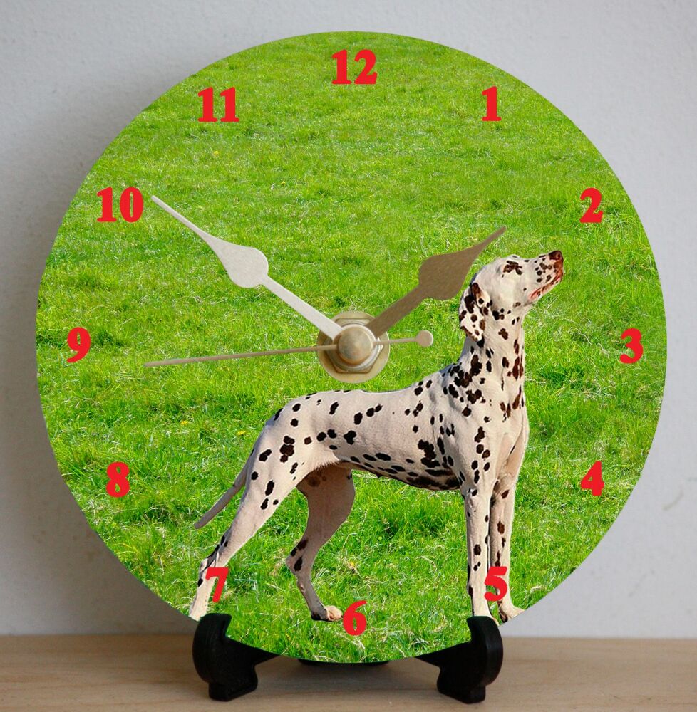 Dalmatian