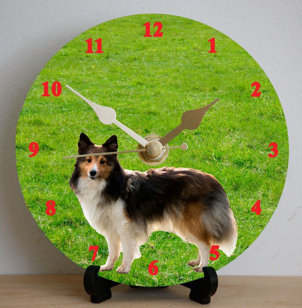 Sheltie