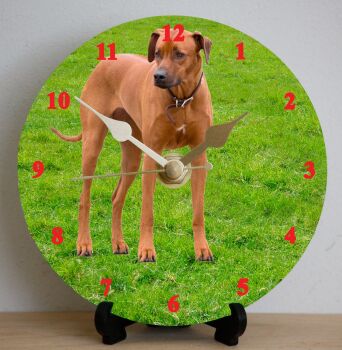 Rhodesian Ridgeback