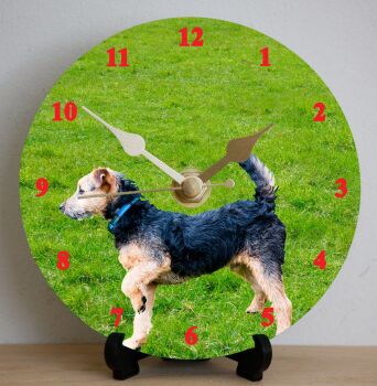Lakeland Terrier