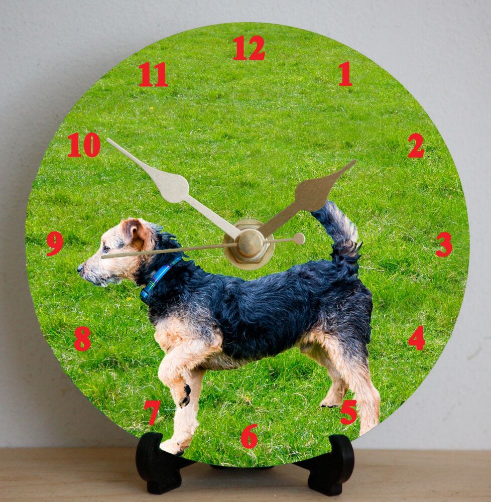 Lakeland Terrier