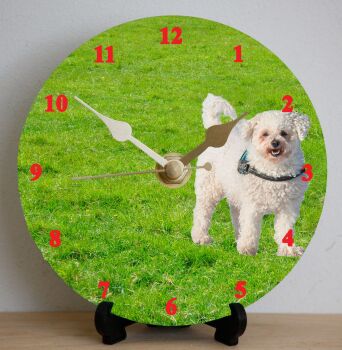 Bichon Frise