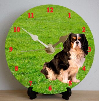 Cavalier King Charles Spaniel