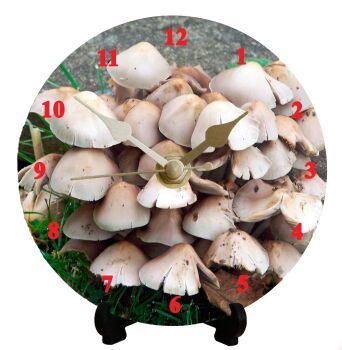 Funghi (2)