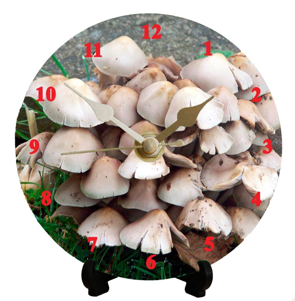 Funghi (2)