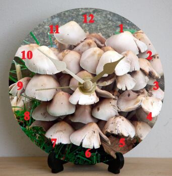 Funghi (2)