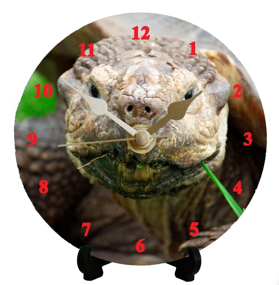 Giant Tortoise