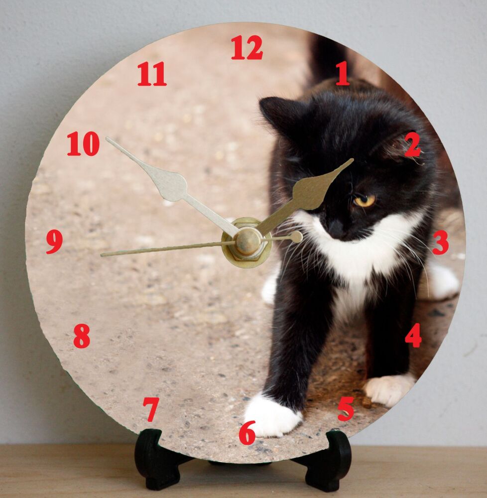 Black & White Kitten