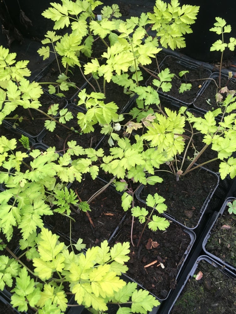 Anthriscus sylvestris ‘Going for Gold’