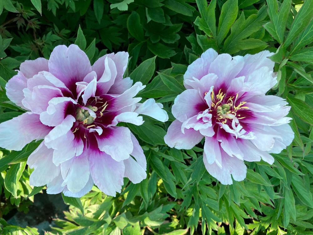 Intersectional Peonies
