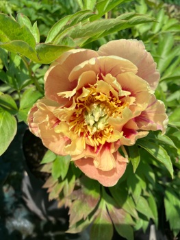 'Praire Charm' Intersectional 'Itoh'  Peony 4 litre deep pot