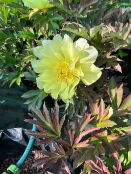 'Smith Family  Yellow' Intersectional 'Itoh'  Peony 4 litre deep pot