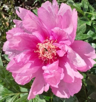 First Arrival intersectional Itoh peony 4 litre deep