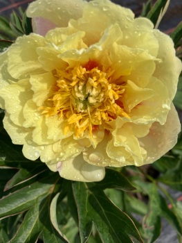 Garden Treasure in 4 litre deep pot