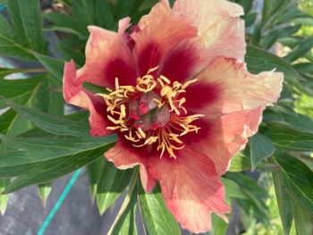 Orange Victory intersectional Itoh peony 4 litre deep pot
