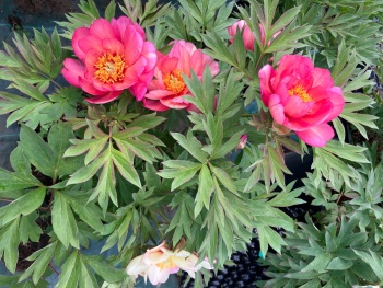 'Hillary' Intersectional 'Itoh'  peony 4 litre deep pot
