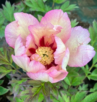 'Pastel Splendor' Intersectional 'Itoh'  Peony 4 litre deep pot