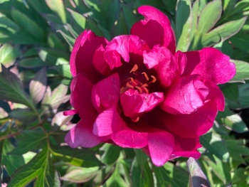 'Yankee Doodle Dandy' Intersectional 'Itoh'  Peony 4 litre deep pot