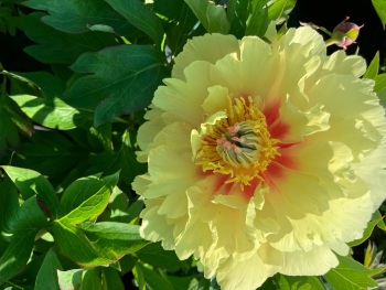 Garden Treasure 3/5 nose peony