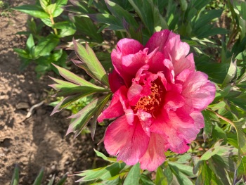 Hillary bare root 3/5 nose bare rooy peony