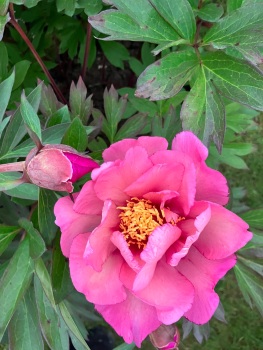 Julia Rose bare root 3/5 nose peony