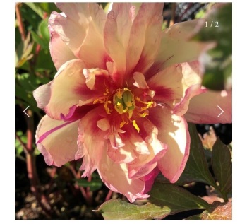 'Kopper Kettle'Bare root 3/5 nose Intersectional 'Itoh'  Peony