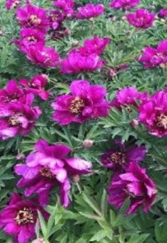 - 'Morning Lilac' Bare Root 3/5 noses Intersectional 'Itoh'  Peony