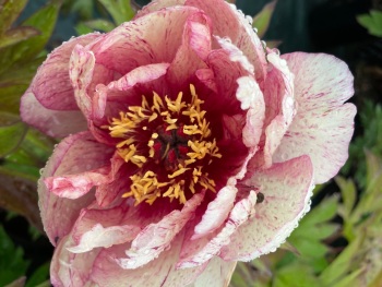 'All That Jazz' Bare root 3/5 noses Intersectional 'Itoh'  Peony
