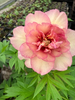' Scrumdidleumptious' Intersectional 'Itoh'  Paeonia Bare root 3/5 noses