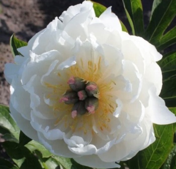 Love Affair bare root 3/5 nose Itoh Intersectional peony