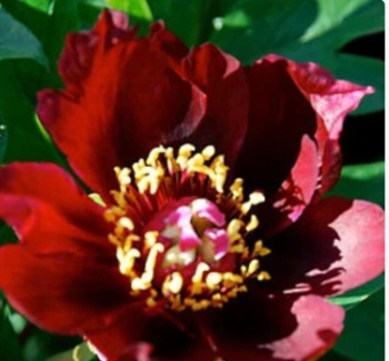 Lafayette Escadrille bare root 3/5 nose peony
