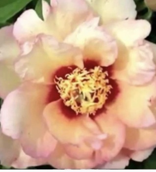 Callie's Memory bare root 3/5 nose