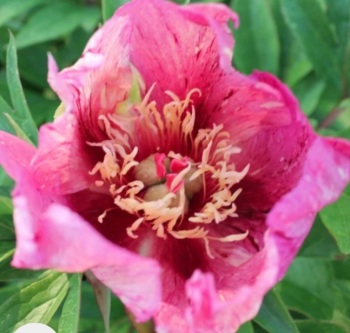 Anderson’s kalidescope intersectional Itoh peony 4 litre deep pot