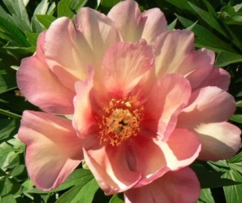 'Julia Rose' Bare root 3/5 nose Intersectional 'Itoh'  Peony