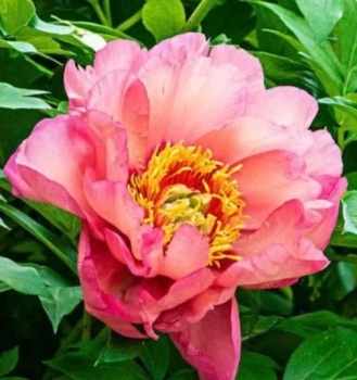 'Magical Mystery Tour' bare root 3/5 noses Intersectional 'Itoh'  Peony